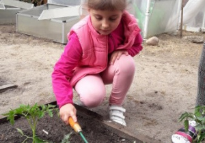Zuzia sadzi sadzonkę pomidora